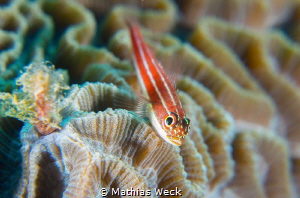 Fish with coral by Mathias Weck 
